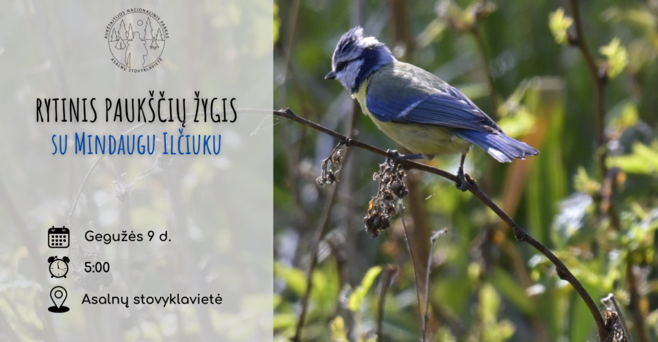 Rytinis paukščių žygis su Mindaugu Ilčiuku